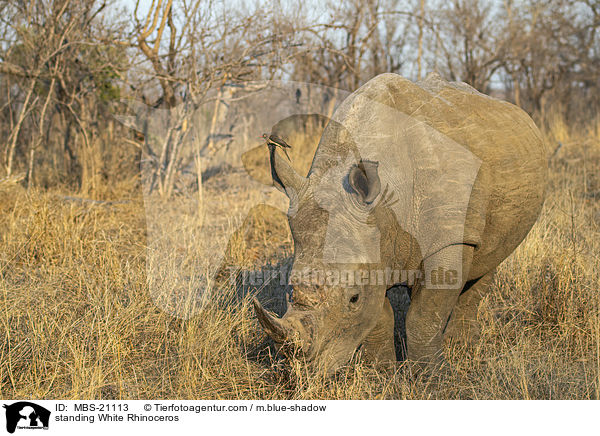 standing White Rhinoceros / MBS-21113