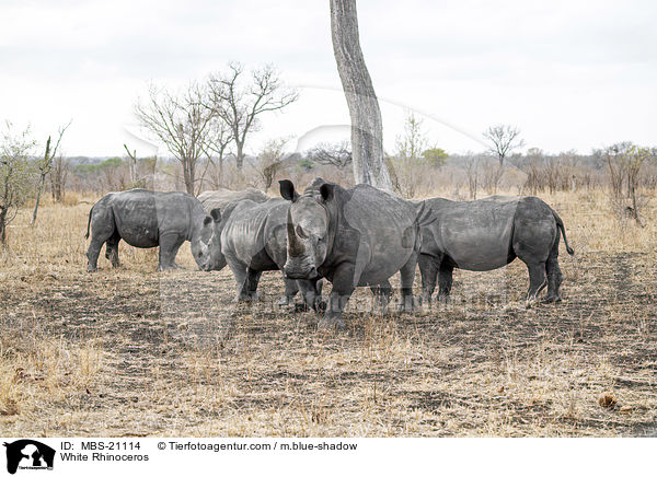 White Rhinoceros / MBS-21114