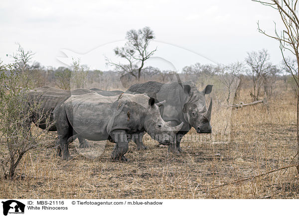 White Rhinoceros / MBS-21116