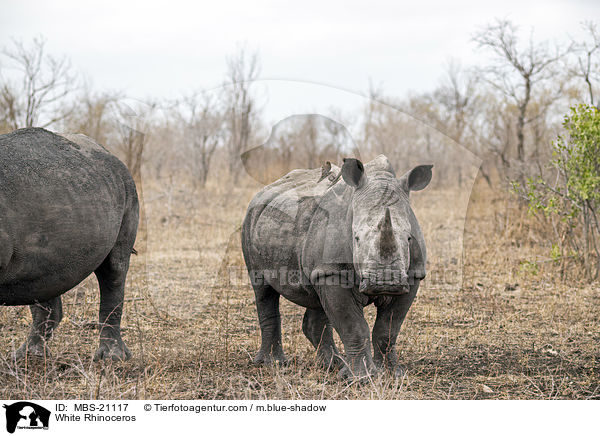 White Rhinoceros / MBS-21117