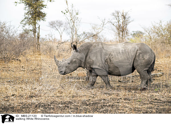 walking White Rhinoceros / MBS-21120