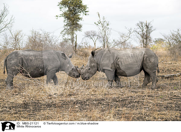White Rhinoceros / MBS-21121