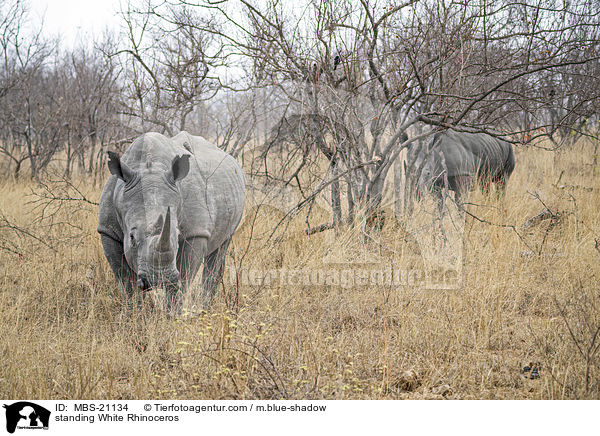 standing White Rhinoceros / MBS-21134