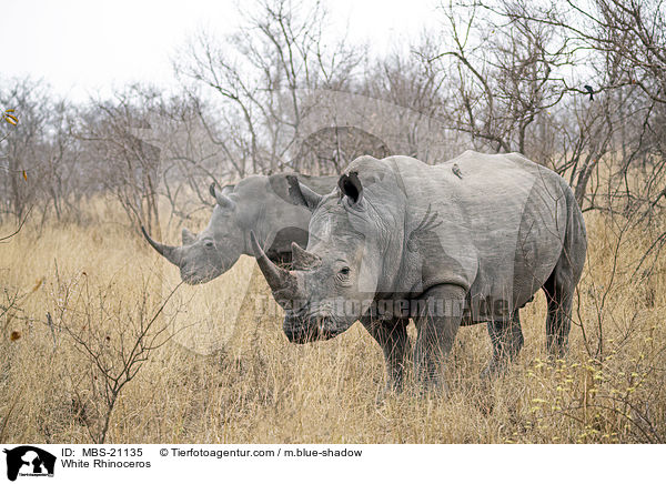 White Rhinoceros / MBS-21135