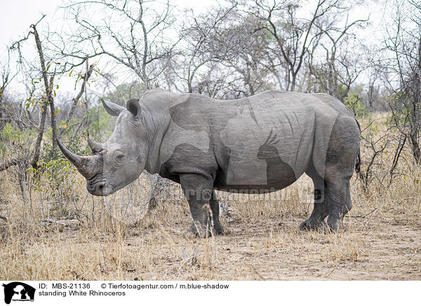 standing White Rhinoceros / MBS-21136