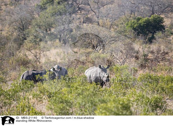 standing White Rhinoceros / MBS-21140