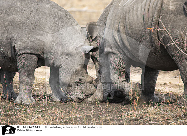 Breitmaulnashrner / White Rhinoceros / MBS-21141