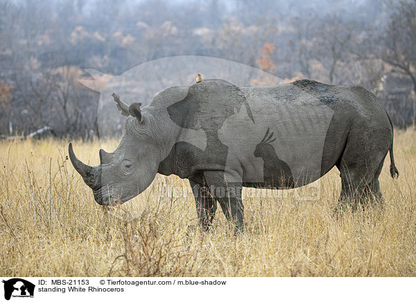 standing White Rhinoceros / MBS-21153