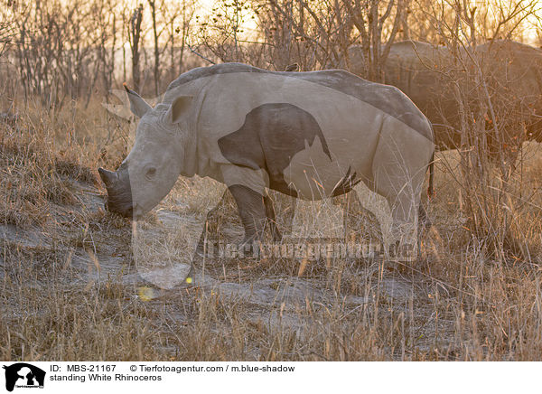 stehendes Breitmaulnashorn / standing White Rhinoceros / MBS-21167