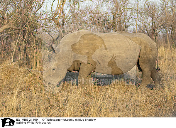 walking White Rhinoceros / MBS-21169