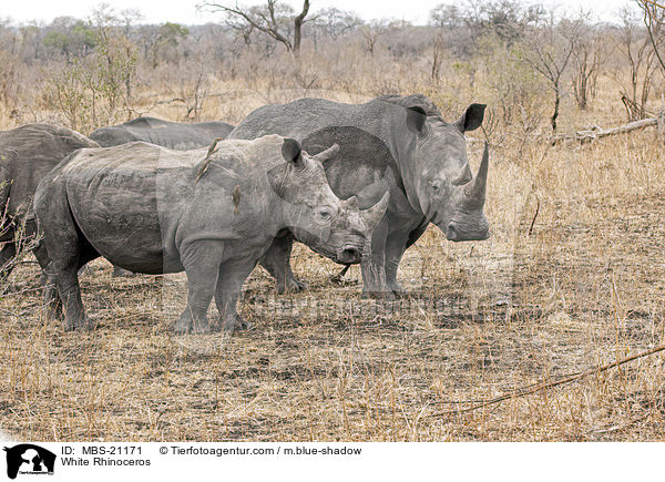White Rhinoceros / MBS-21171