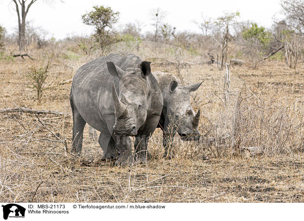 White Rhinoceros / MBS-21173