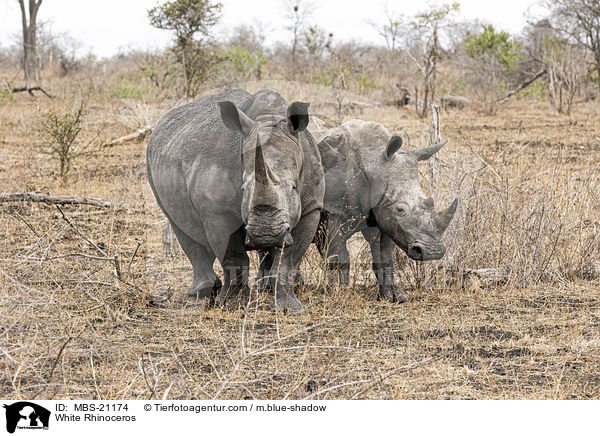 White Rhinoceros / MBS-21174