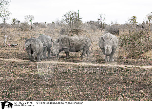 White Rhinoceros / MBS-21175