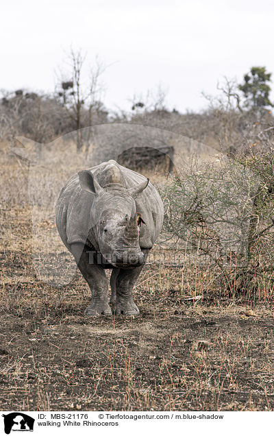 walking White Rhinoceros / MBS-21176