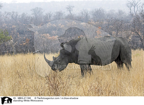 standing White Rhinoceros / MBS-21186