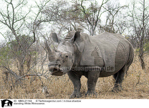 stehendes Breitmaulnashorn / standing White Rhinoceros / MBS-21192