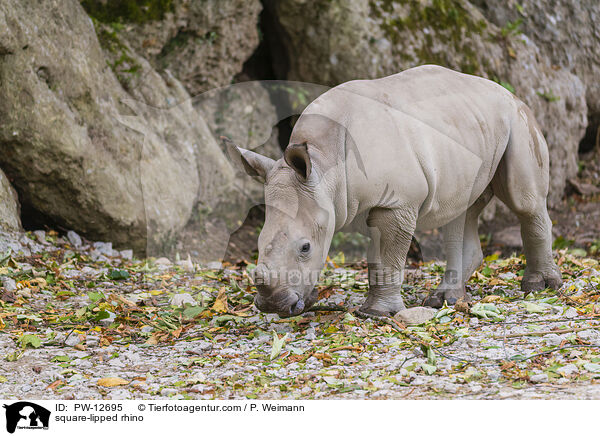 Breitmaulnashorn / square-lipped rhino / PW-12695