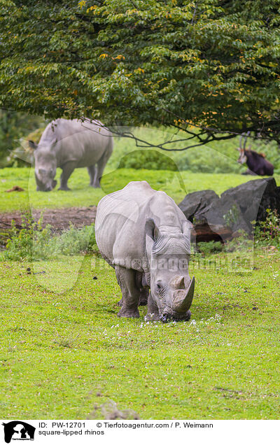 Breitmaulnashrner / square-lipped rhinos / PW-12701