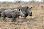 White Rhinoceros