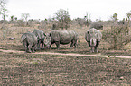 White Rhinoceros