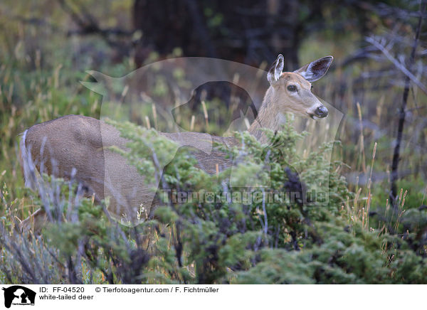 white-tailed deer / FF-04520