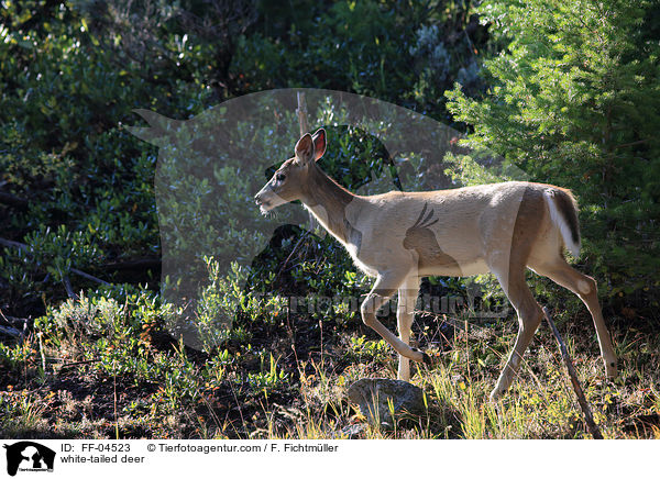 Weiwedelhirsch / white-tailed deer / FF-04523
