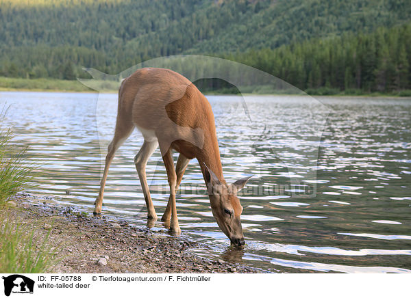 Weiwedelhirsch / white-tailed deer / FF-05788