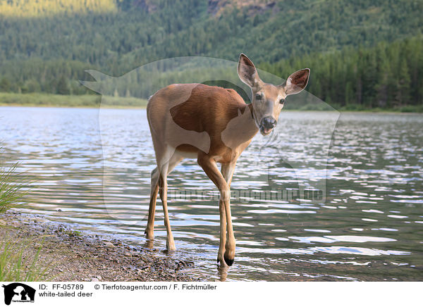 white-tailed deer / FF-05789
