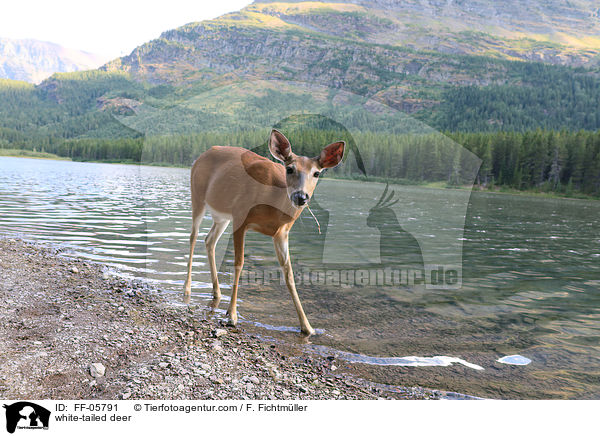 white-tailed deer / FF-05791