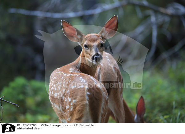 Weiwedelhirsch / white-tailed deer / FF-05793