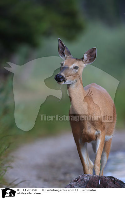 white-tailed deer / FF-05796