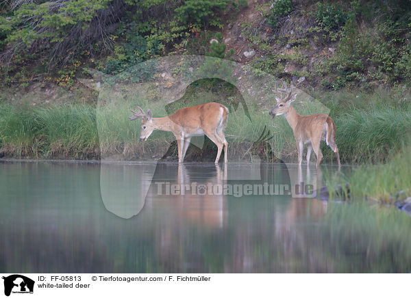 Weiwedelhirsche / white-tailed deer / FF-05813