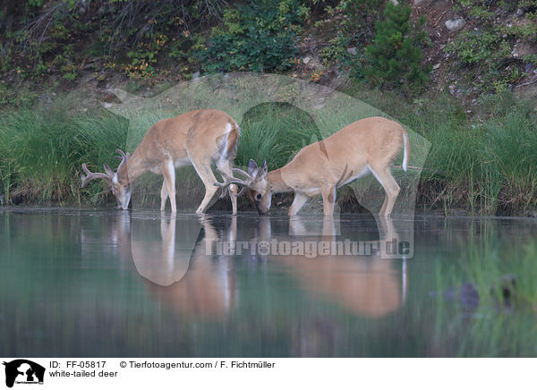 Weiwedelhirsche / white-tailed deer / FF-05817