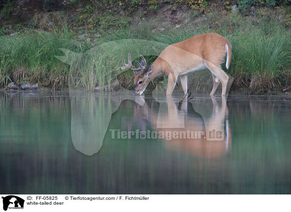 Weiwedelhirsch / white-tailed deer / FF-05825