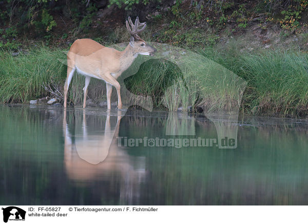 Weiwedelhirsch / white-tailed deer / FF-05827