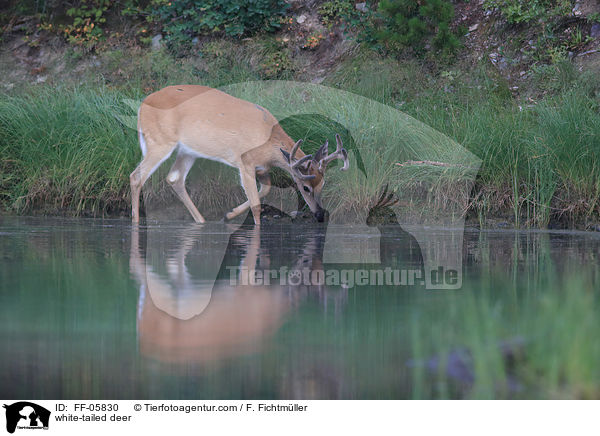 Weiwedelhirsch / white-tailed deer / FF-05830
