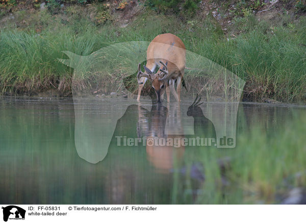 Weiwedelhirsch / white-tailed deer / FF-05831
