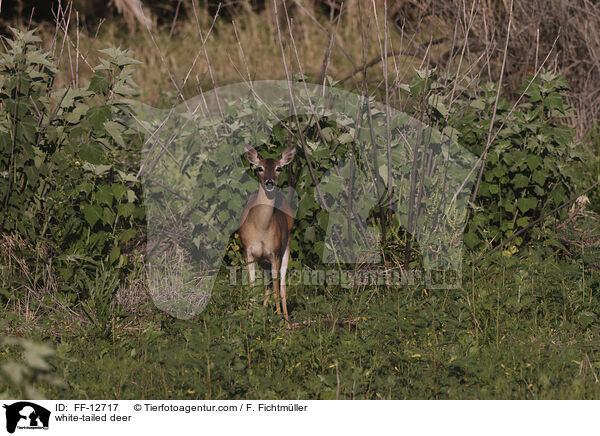 Weiwedelhirsch / white-tailed deer / FF-12717