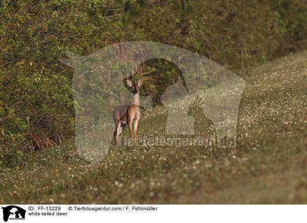Weiwedelhirsch / white-tailed deer / FF-13229