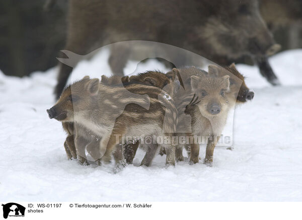 Wildschweine im Winter / shotes / WS-01197