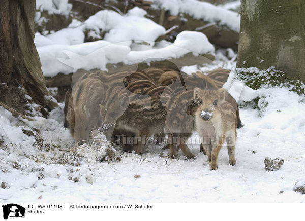 Wildschweine im Winter / shotes / WS-01198