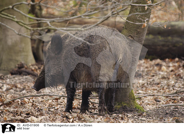 Wildschwein / wild boar / AVD-01906