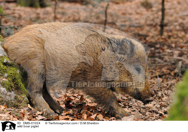 Wildschweinferkel / wild boar piglet / DMS-01024