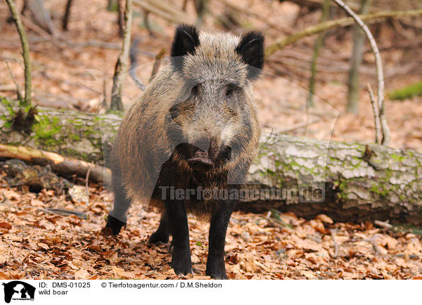Wildschwein / wild boar / DMS-01025