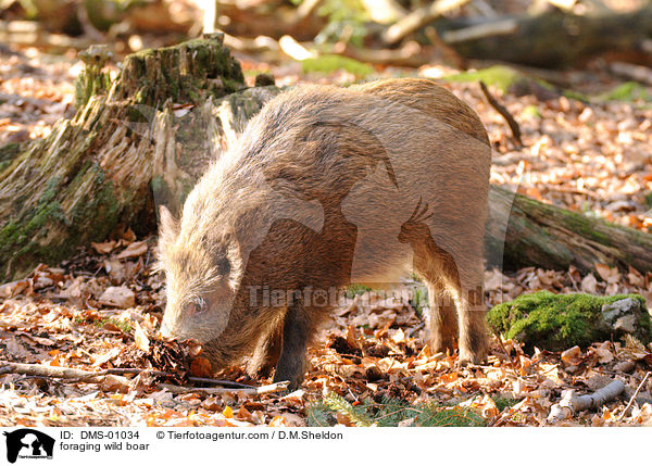 Wildschwein auf Futtersuche / foraging wild boar / DMS-01034