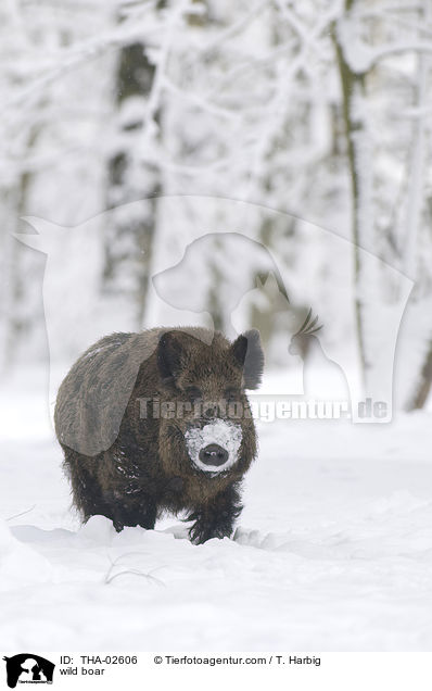 wild boar / THA-02606