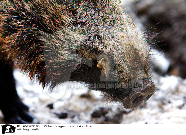 Wildschwein Maul / wild hog mouth / AVD-03105