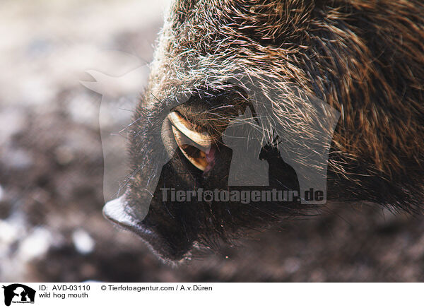 Wildschwein Maul / wild hog mouth / AVD-03110