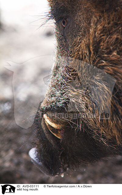 Wildschwein Maul / wild hog mouth / AVD-03111